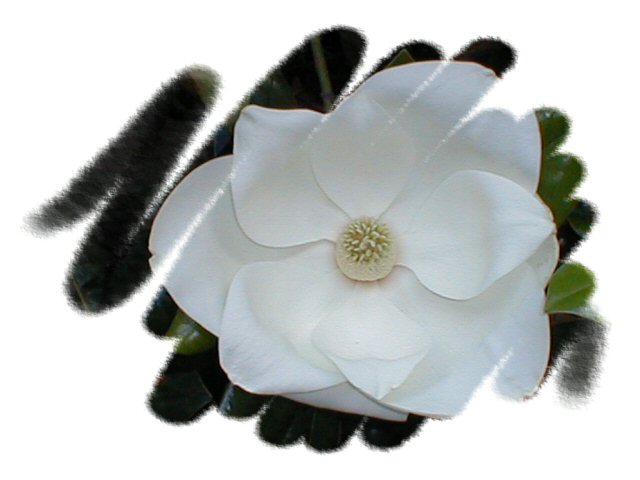 Magnolia