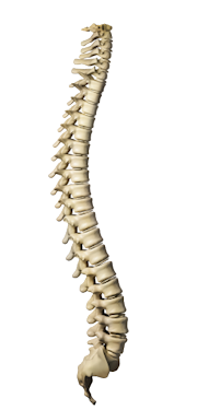 backbone skeleton